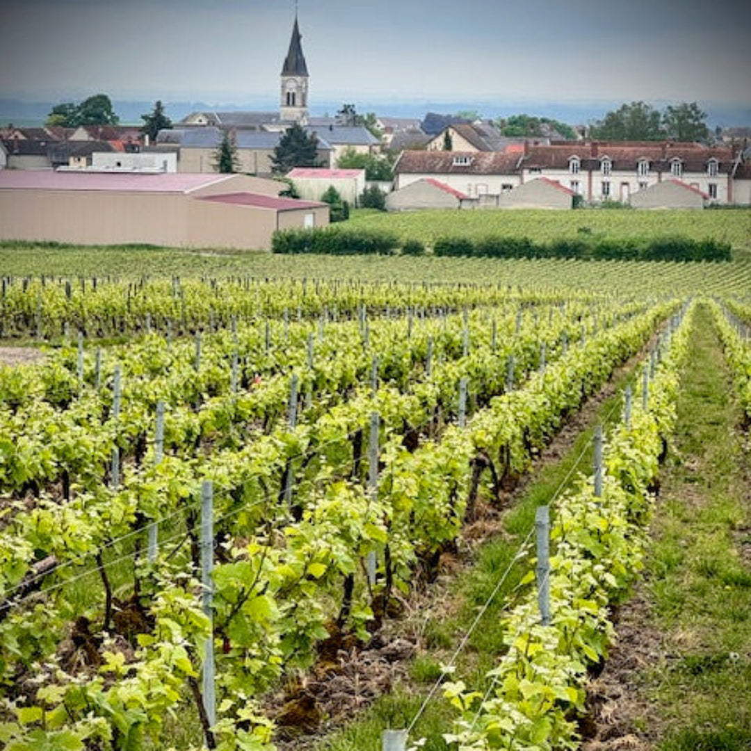 CS Bouzy vineyard